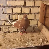 کبوتر|پرنده|خرمشهر, |دیوار