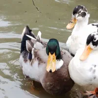 فروش غاز و اردک