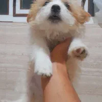 سگ شیتزو تریر|سگ|مرودشت, استادیوم‎|دیوار