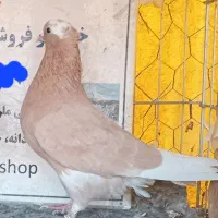 کفتر