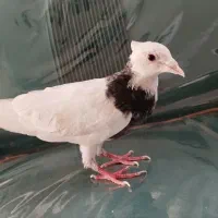 کبوتر راعی|پرنده|مشهد, هفت تیر (حافظ)|دیوار