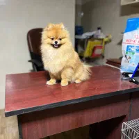 سگ. پامر خرسی روباهی پامرانین عروسکی|سگ|کرج, فاز ۴ مهرشهر|دیوار