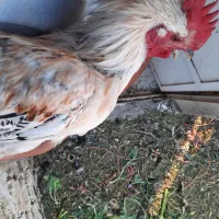 خروس|حیوانات مزرعه|شیراز, کوشک میدان|دیوار