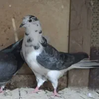 کبوترکلاغی
