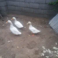 اردک محلی تخم گذار