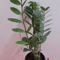 گل زامو فیلیا بلک و سبزسیاه زغال پربرگ بزرگ|گل و گیاه طبیعی|زابل, |دیوار