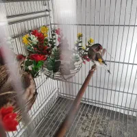 سهره زاغ|پرنده|کامفیروز, |دیوار