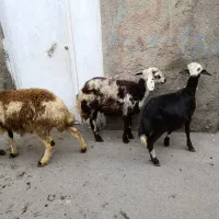 شیشک پلنگی بره قوچ بره ماده|حیوانات مزرعه|بروجرد, |دیوار