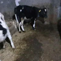 دو عدد گوساله جنس اصل