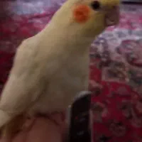 جوجه عروس هلندی