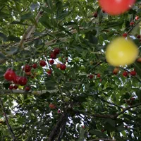 فروش باغ انگور 5جریب|فروش دفتر صنعتی، کشاورزی، تجاری|ملایر, |دیوار