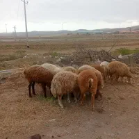 بره