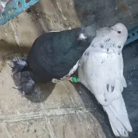 کبوتر سینه.زاغ آبادانی.سوسنی|پرنده|مرودشت, ابوذر جنوبی|دیوار