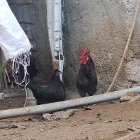 مرغ و بوقلمون