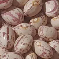 لوبیا چیتی|خوردنی و آشامیدنی|خرم بید, |دیوار