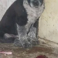 تیل ماده قدرجونی