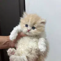 گربه پرشین و بریتیش و اسکاتیش لانگ هیر و شورت هیر|گربه|تهران, پونک|دیوار