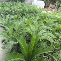 سیکاس