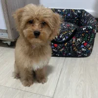 سگ پودل۴ماهه بسیار باهوش و بامزه