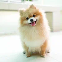 سگ پا کوتاه پیدا شده