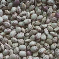 فروش لوبیا به صورت عمده|خوردنی و آشامیدنی|قم, جوی شور|دیوار