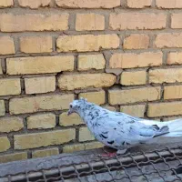 ماده|پرنده|کارون, |دیوار