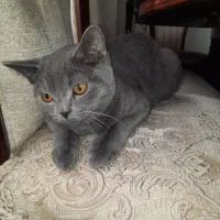 گربه بریتیش واسکاتیش|گربه|قزوین, |دیوار