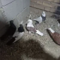 کبوتر،رنگی ۲۰عدد|پرنده|دزفول, |دیوار