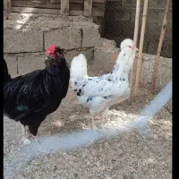 تخم مرغ گلین