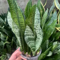 حراج به علت تغییر شغل|گل و گیاه طبیعی|ساری, |دیوار