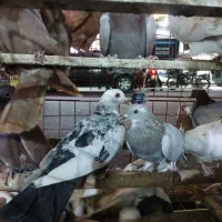 خریدار و فروش کفتر کبوتر