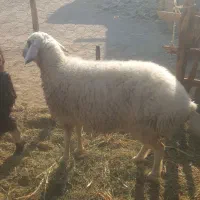 ۲ تا گوسفند چاق و چله