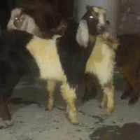 ۳تا کهره جو خور گوش بلند مال تمیز قشنگ