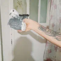 یک جفت آلمانی یک سوسکی شازده وچپ مدل