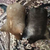 هیزه|کلکسیون و سرگرمی|دورود, |دیوار