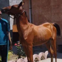 کره مادیون شجره دار