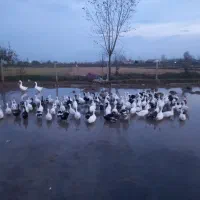 اردک ۳ ماهه نر و ماده|حیوانات مزرعه|آستانه اشرفیه, |دیوار