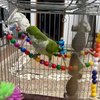 پرنده راهب|پرنده|بندر ماهشهر, |دیوار