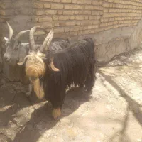 بره فروشی