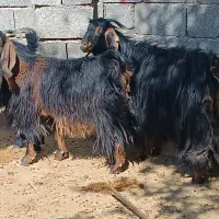 ۱۶عدد بز درجه یک بز هیکلی داشتی کوشتی|حیوانات مزرعه|خرم‌آباد, |دیوار
