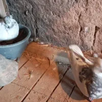 کبوتر نر و ماده