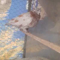 کفتر|پرنده|شاهرود, |دیوار