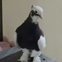 دو جفت کبوتر طوقی درجه 1