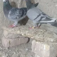 جفت نرماده|پرنده|نیمروز, |دیوار