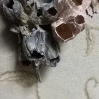 صدفهای خاص|ماهی|اصفهان, جلفا|دیوار