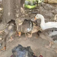 غاز|حیوانات مزرعه|میناب, |دیوار