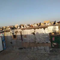 کفتر فروشی|پرنده|سبزوار, کهنه آب|دیوار