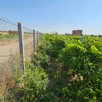 فروش ۱۰۰۰ متر باغ انگورداربستی بارده|فروش دفتر صنعتی، کشاورزی، تجاری|کرج, حیدرآباد|دیوار