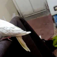 عروس هلندی|پرنده|کارون, |دیوار