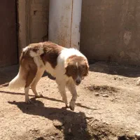 واگذاری یک قلاده سگ